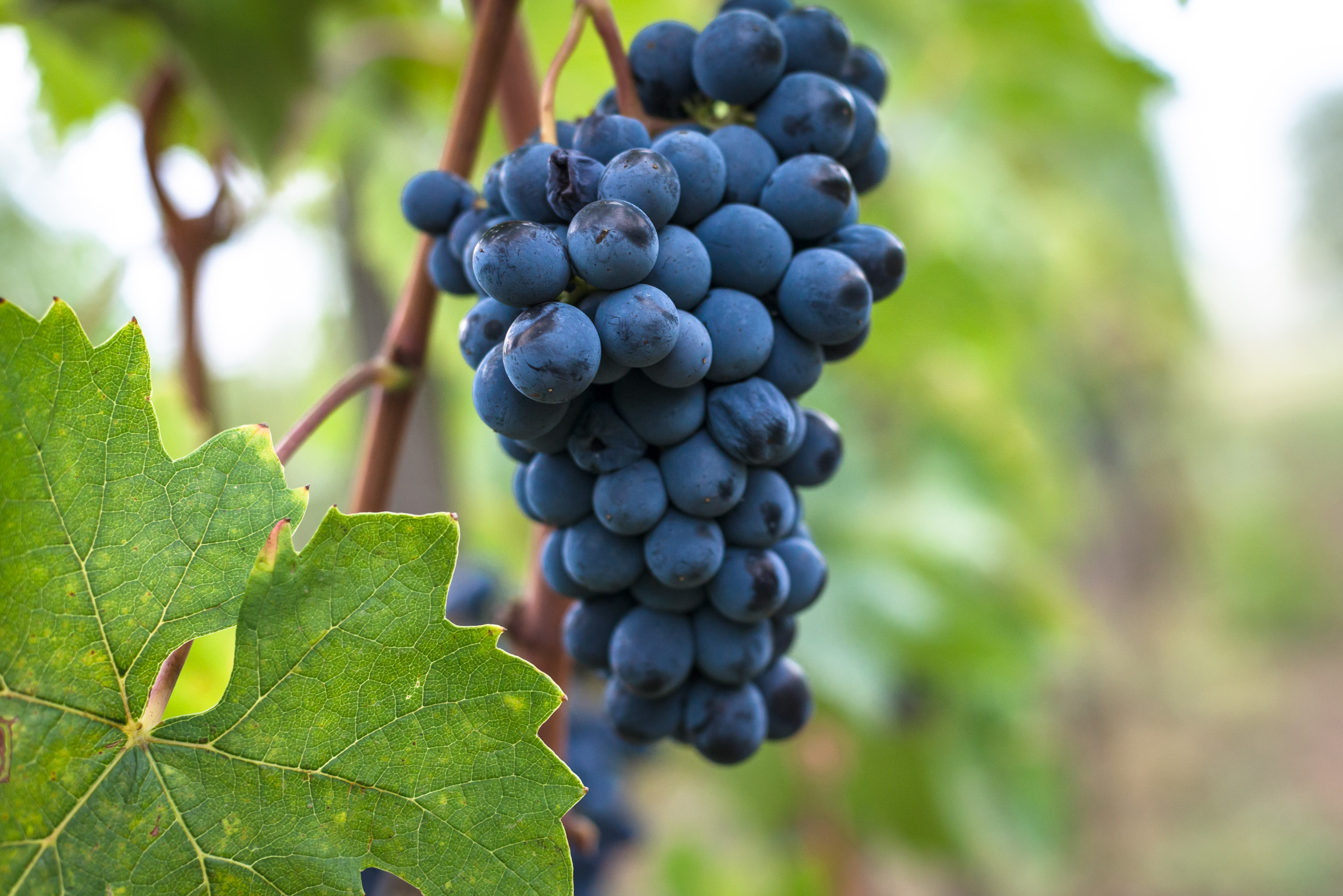 A History of the Sangiovese grape
