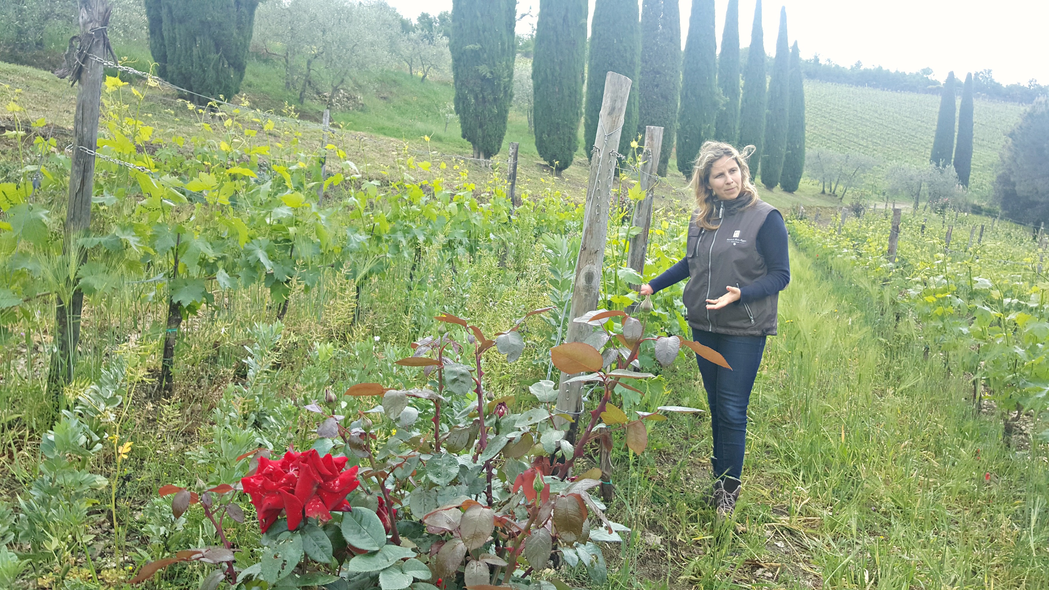 Organic Farming at Montemaggio