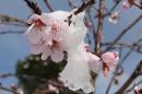 Mandorla/Almond tree