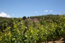 Young wines...