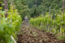 Treatments in the vineyards...