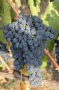 Sangiovese grapes...