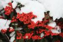 Snow before Christmas...