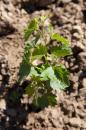 1 year old Sangiovese...