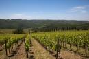 Young vineyards...