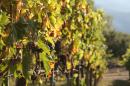 Merlot in September...