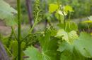 Young wines...