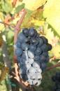 Vendemmia in october...