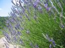 Lavander...