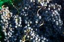 Merlot...