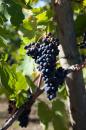 Uva Merlot...
