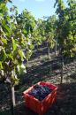 Harvest Sep 2010...