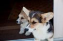 Dogs of Montemaggio...
