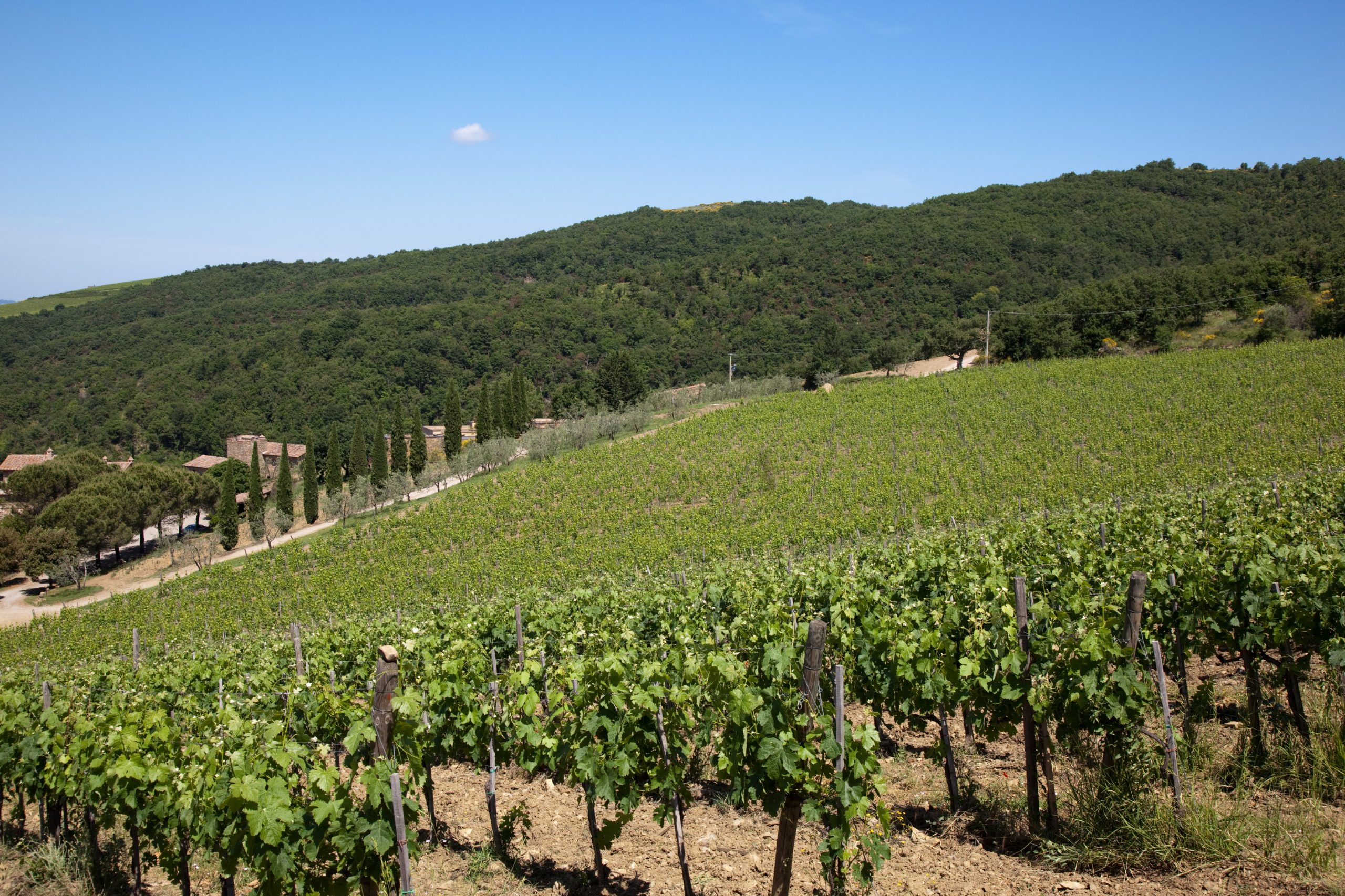 Il Vino oltre il Vino