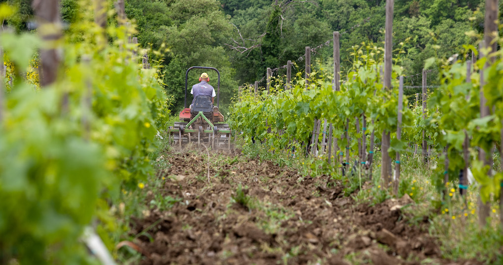 Organic Farming at Montemaggio