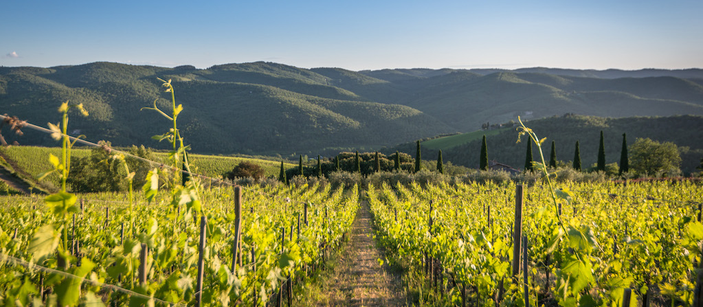 Vin rouge BIO Chianti Sangiovese DOCG Toscana de Montemaggio, Italie