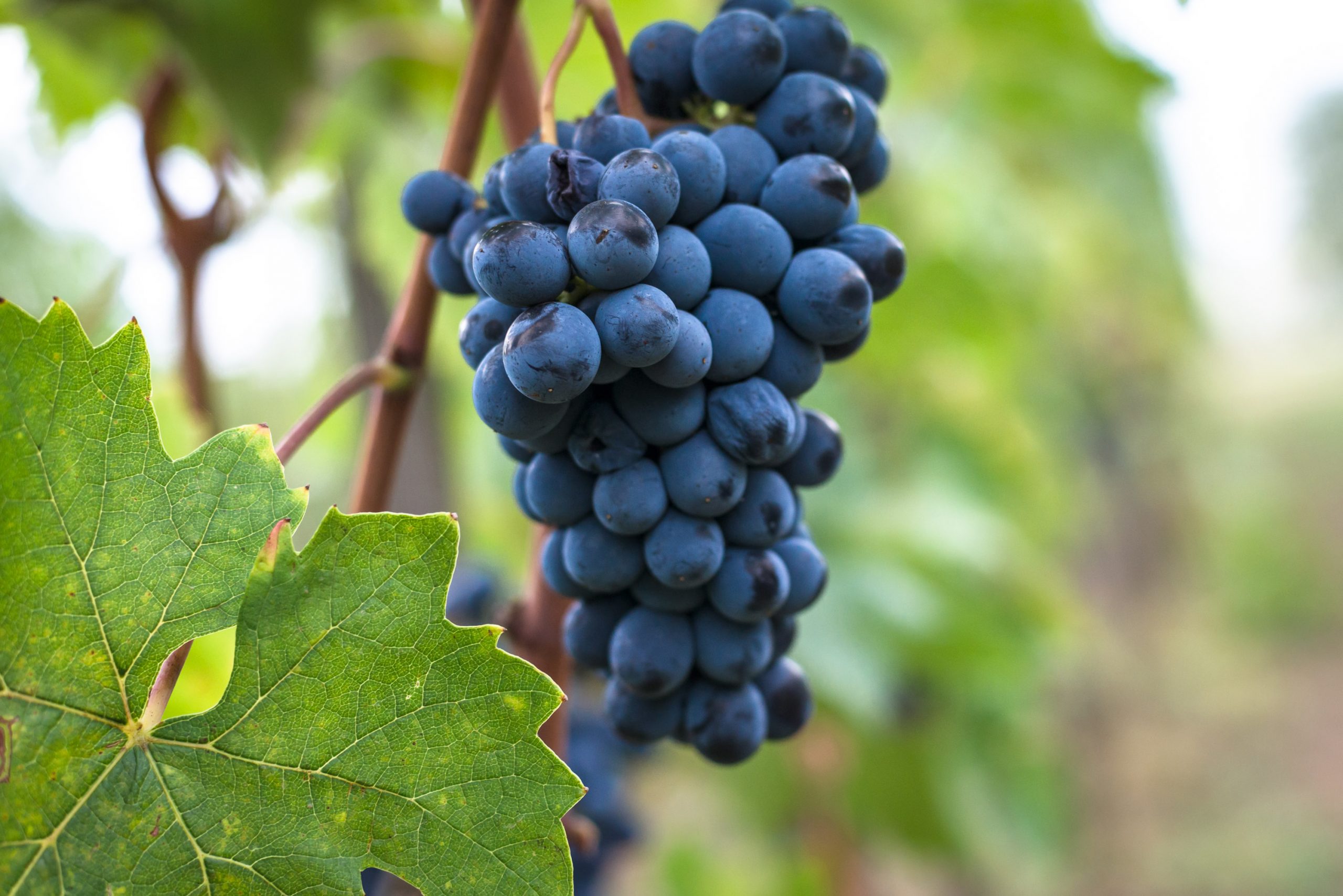 A History of the Sangiovese grape Montemaggio