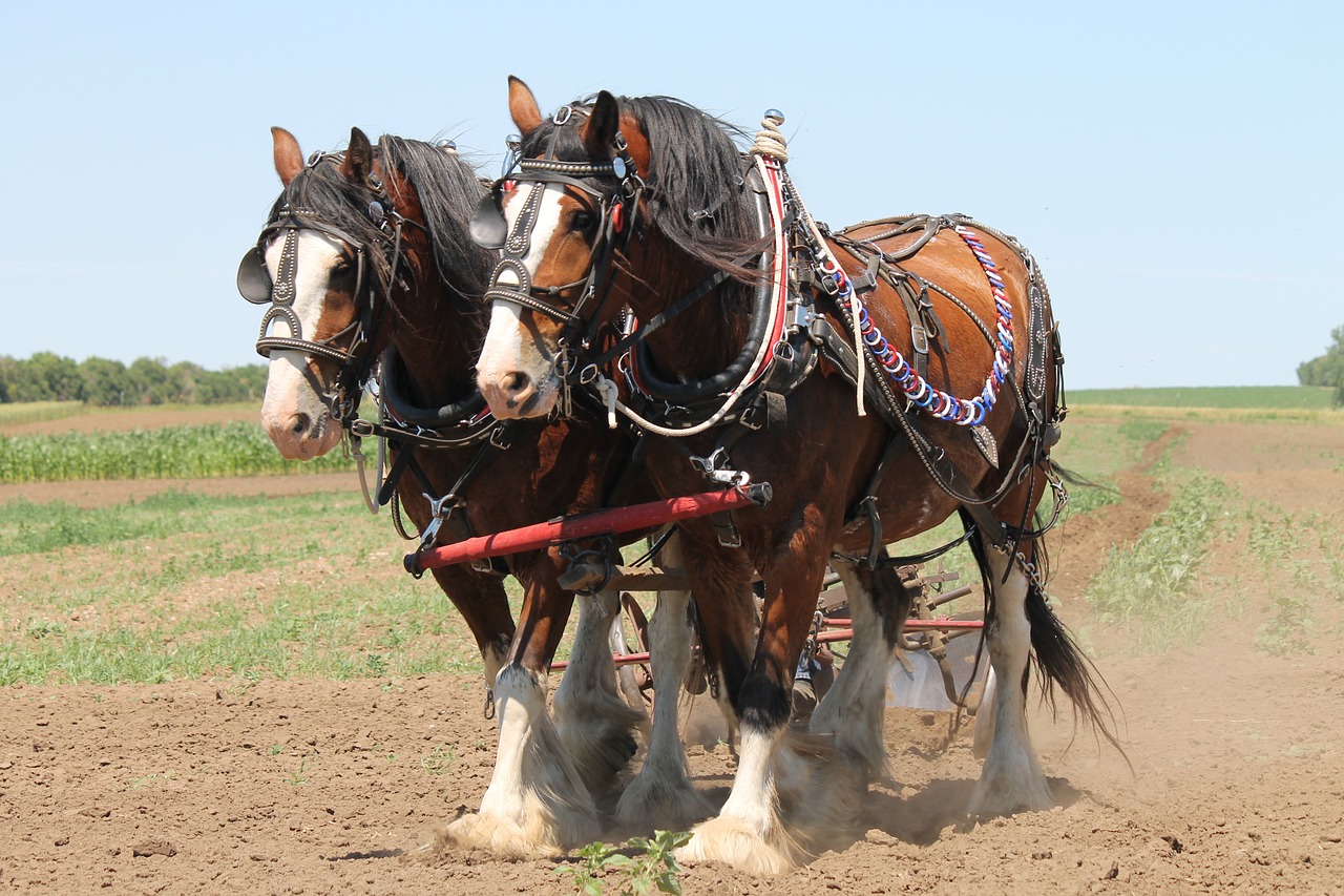 Organic Farming at Montemaggio