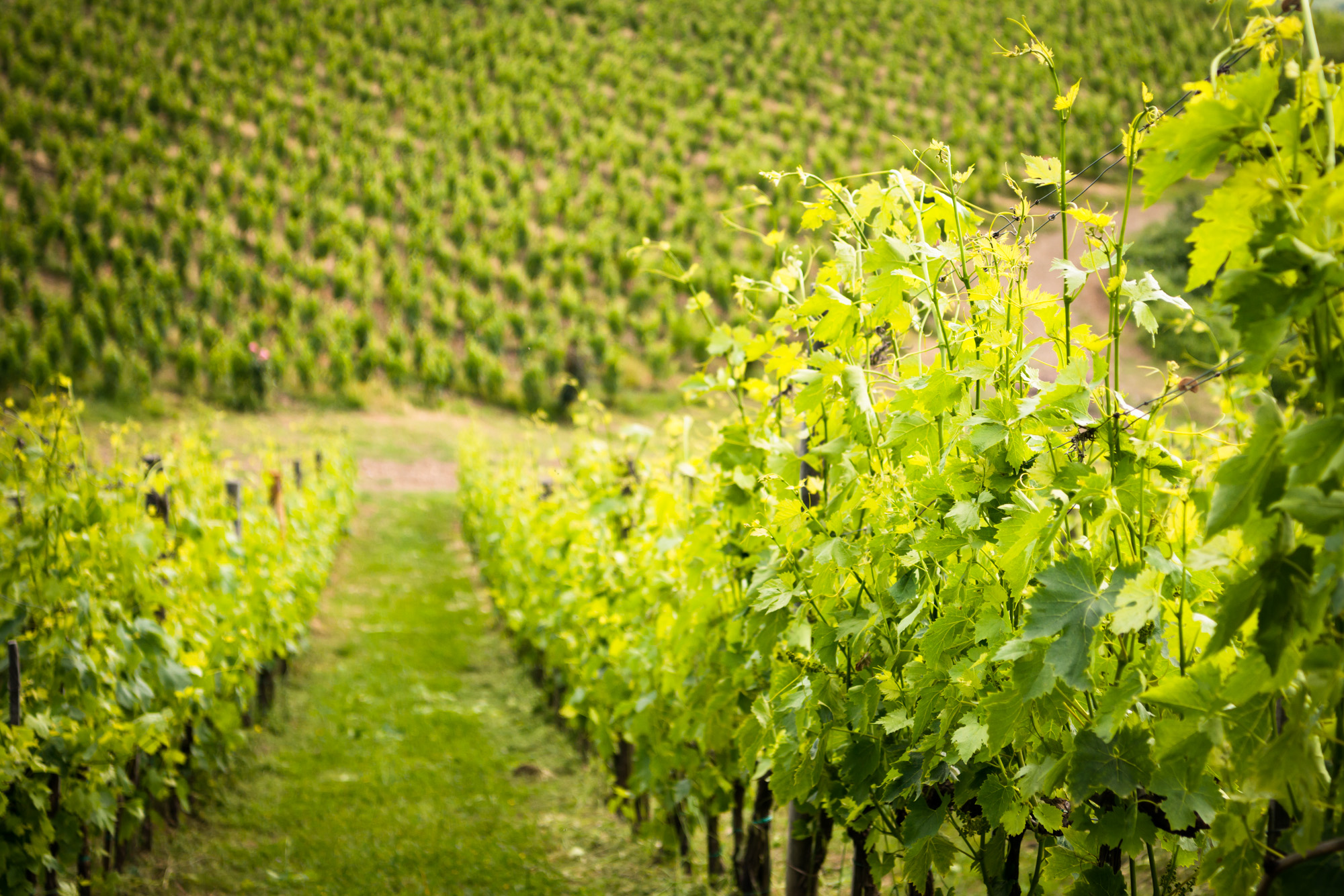 Vineyard at Montemaggio
