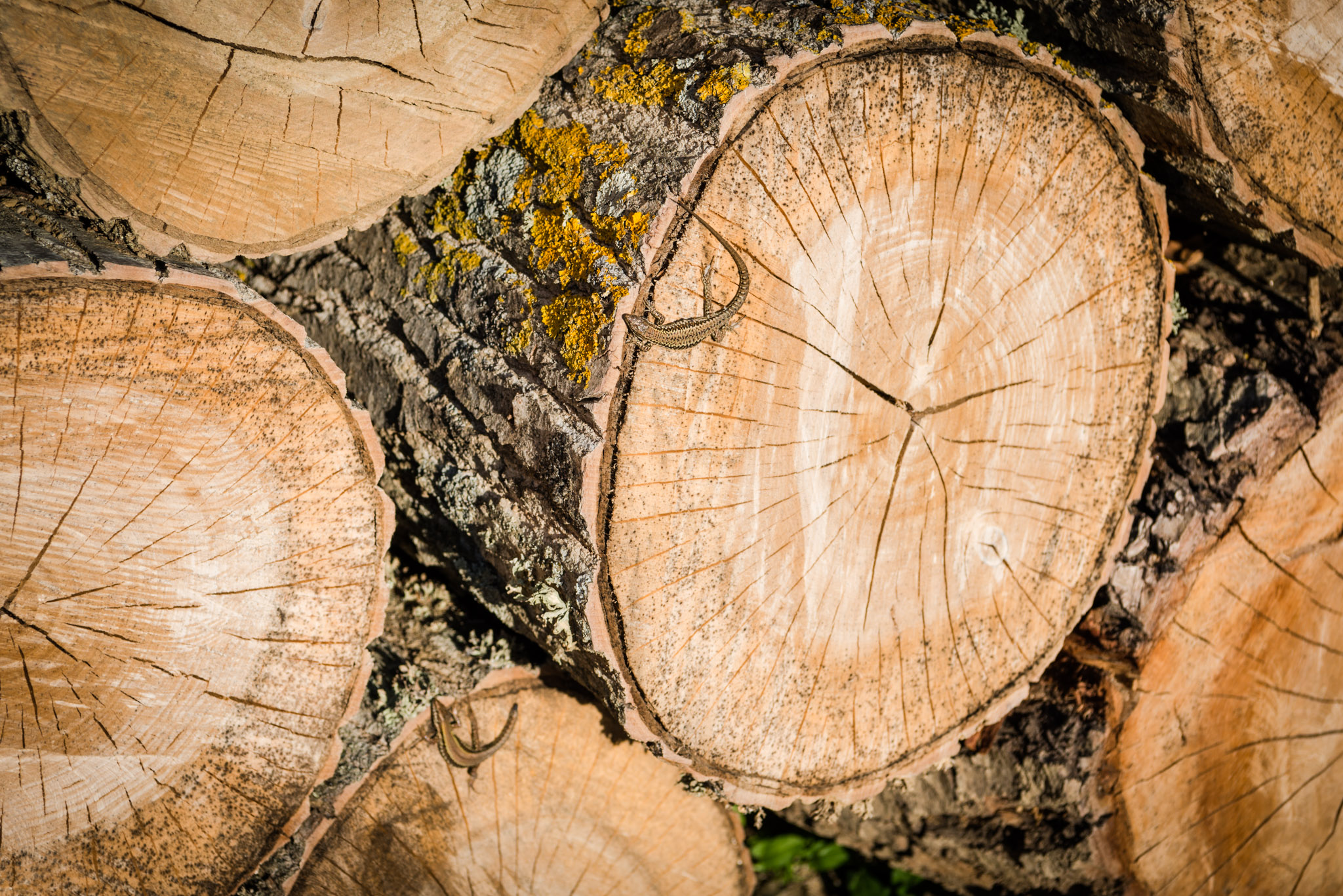 trees used to make oak barrels for the aging of wine