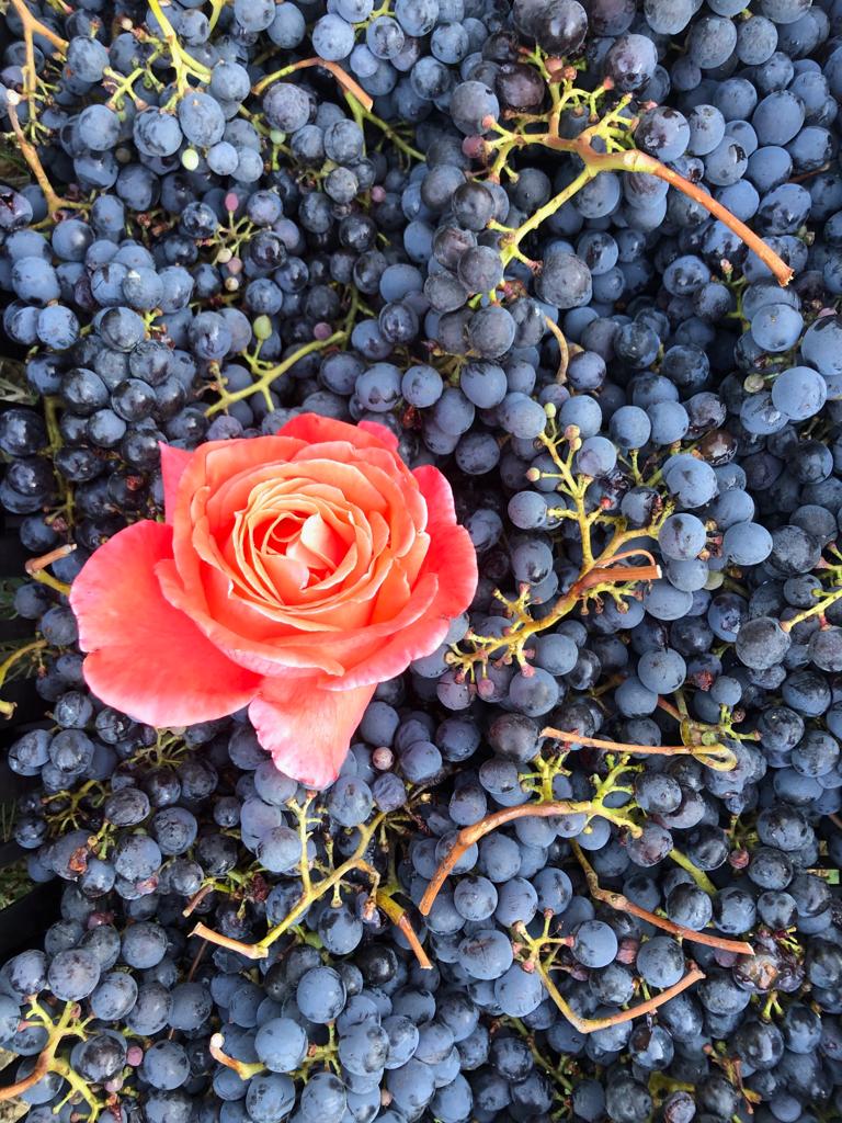 Harvest 2019 at Fattoria di Montemaggio