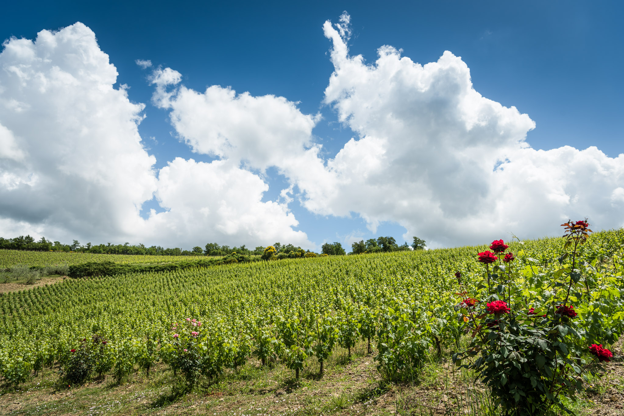 Enjoy a wine tour at the estate of Fattoria di Montemaggio