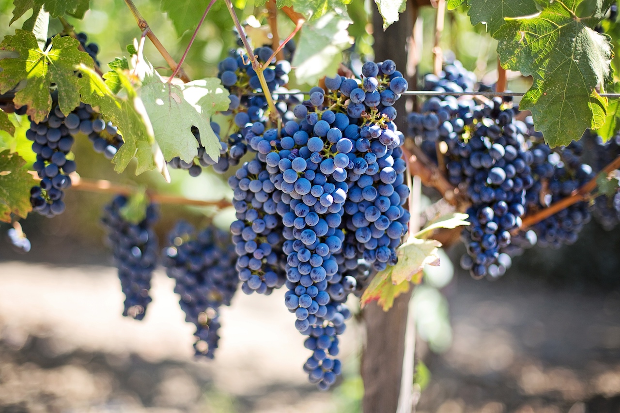 grapes from the Tuscan wineries bring upon better health
