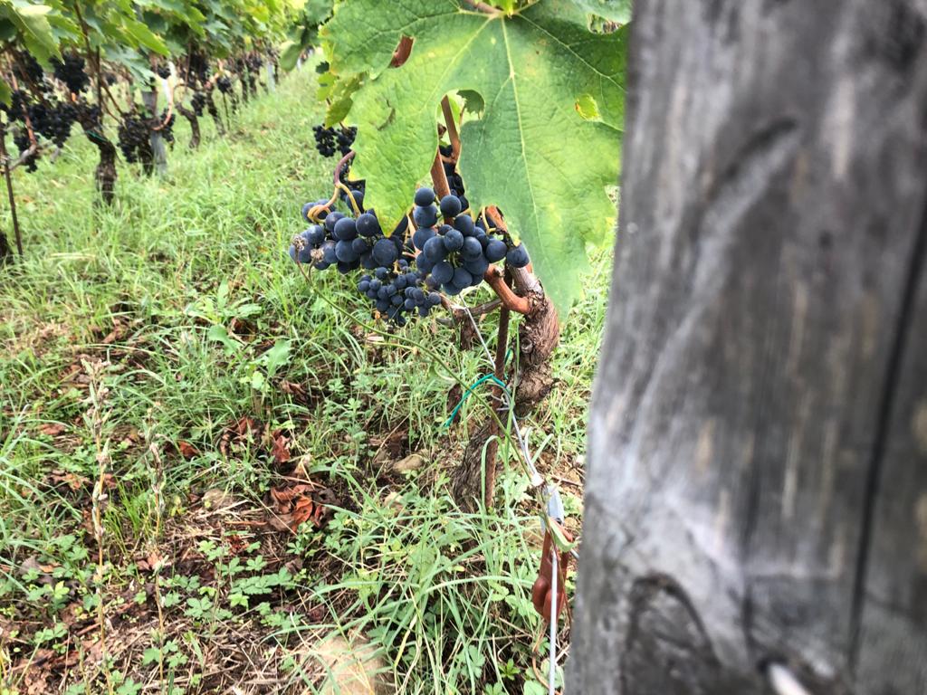 The Sangiovese harvest and vineyard at Fattoria di Montemaggio