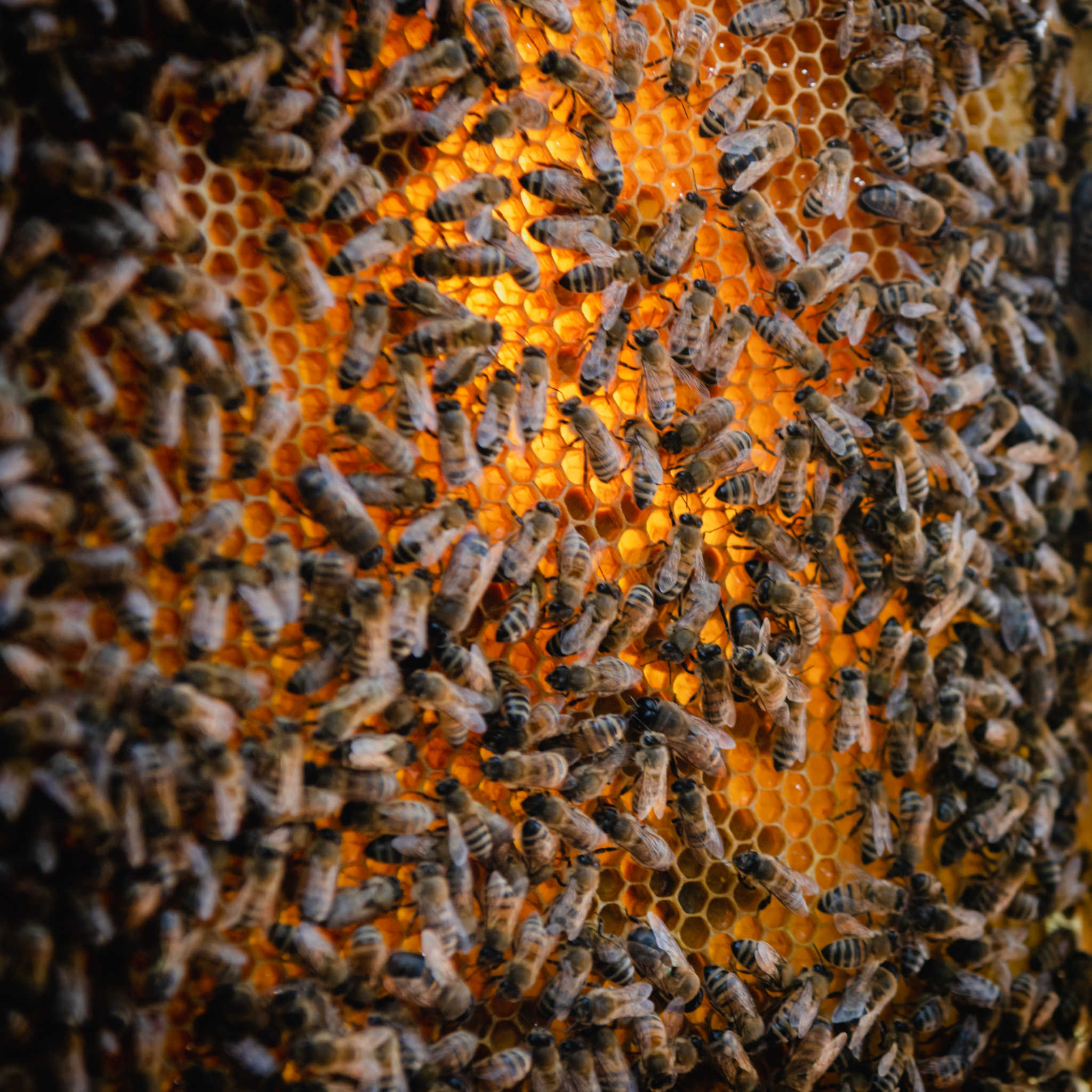 Bees_at_Fattoria_di_Montemaggio