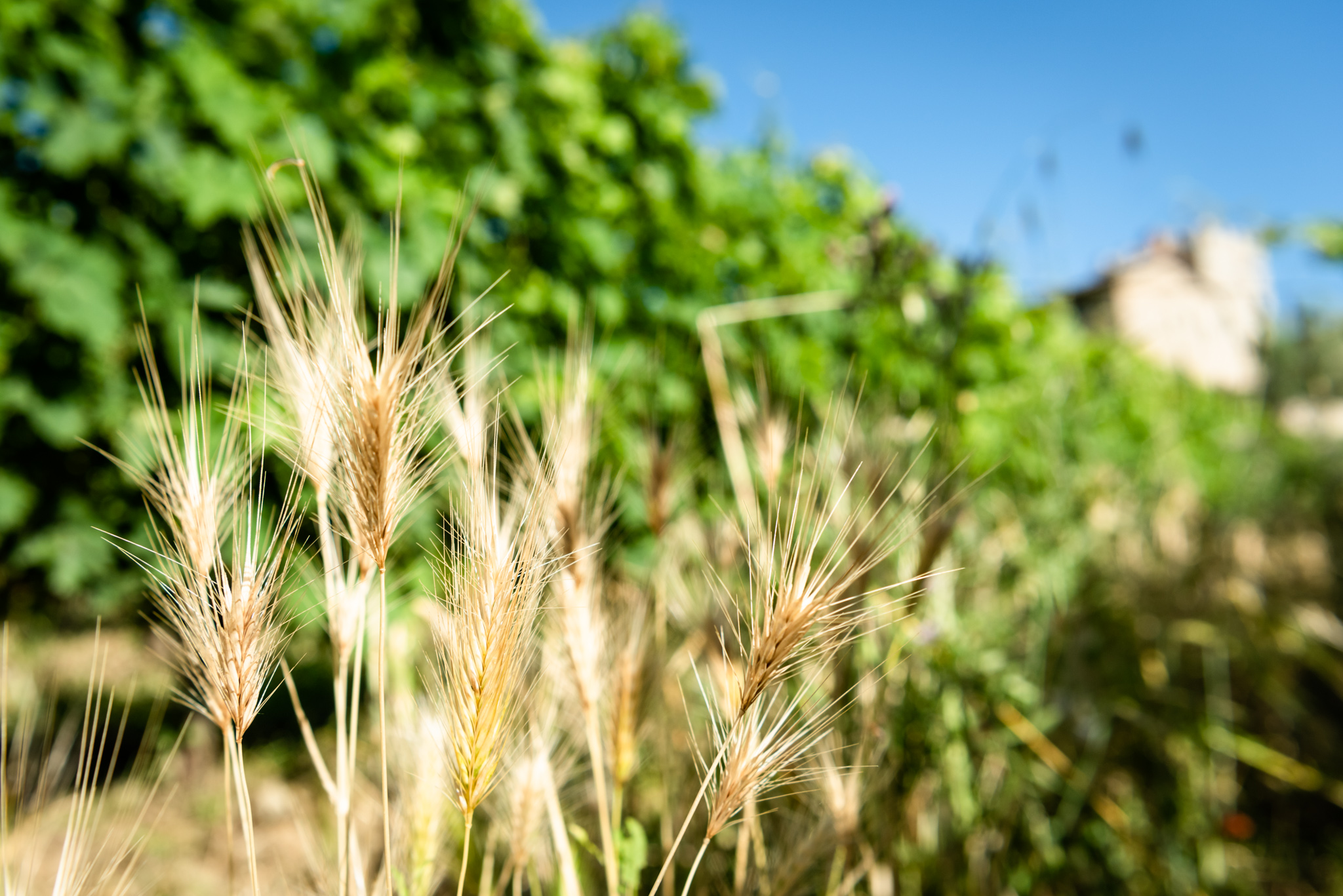 Vineyard_Montemaggio