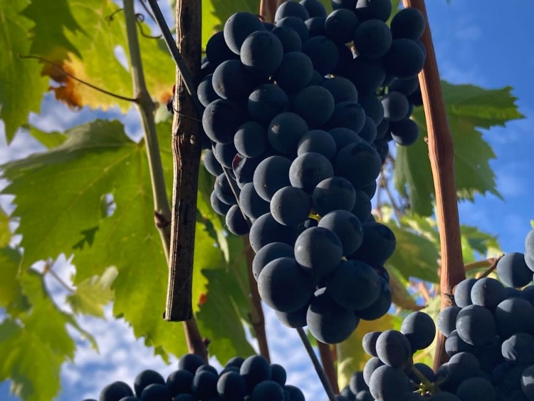 montemaggio-grapes-harvest