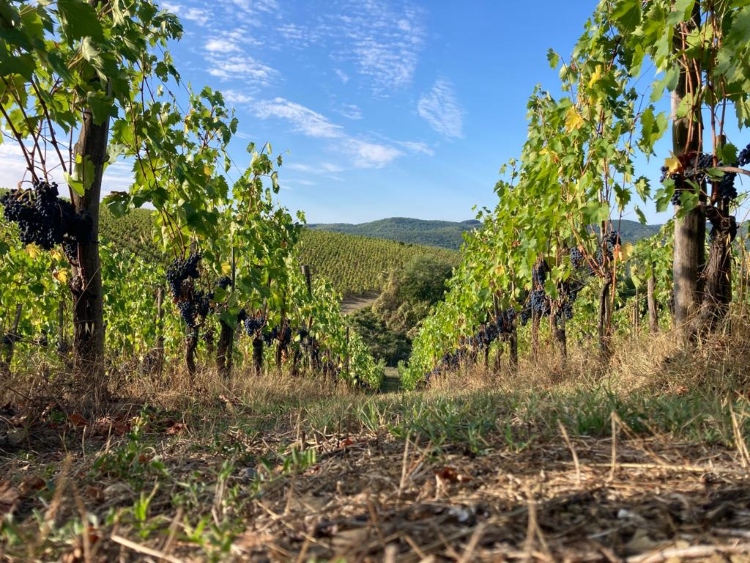 montemaggio-vineyard-harvest