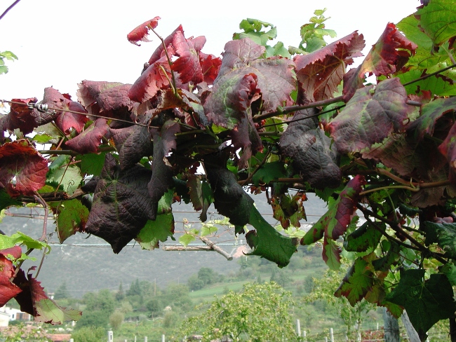 Flavescenza-dorata-Tuscany