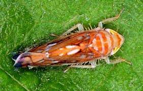 Leafhopper_flavescenza dorata