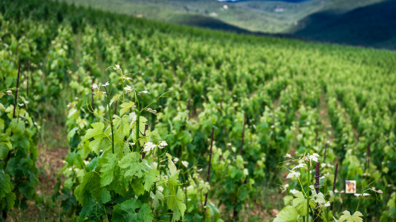 Tuscan_Vineyard_Sangiovese