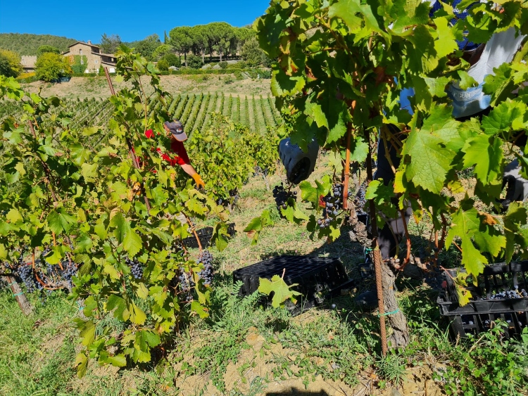 harvest-montemaggio