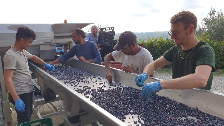 sorting of grapes-montemaggio-harvest